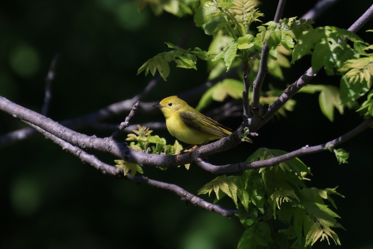 Yellow Warbler - Eric Cameron