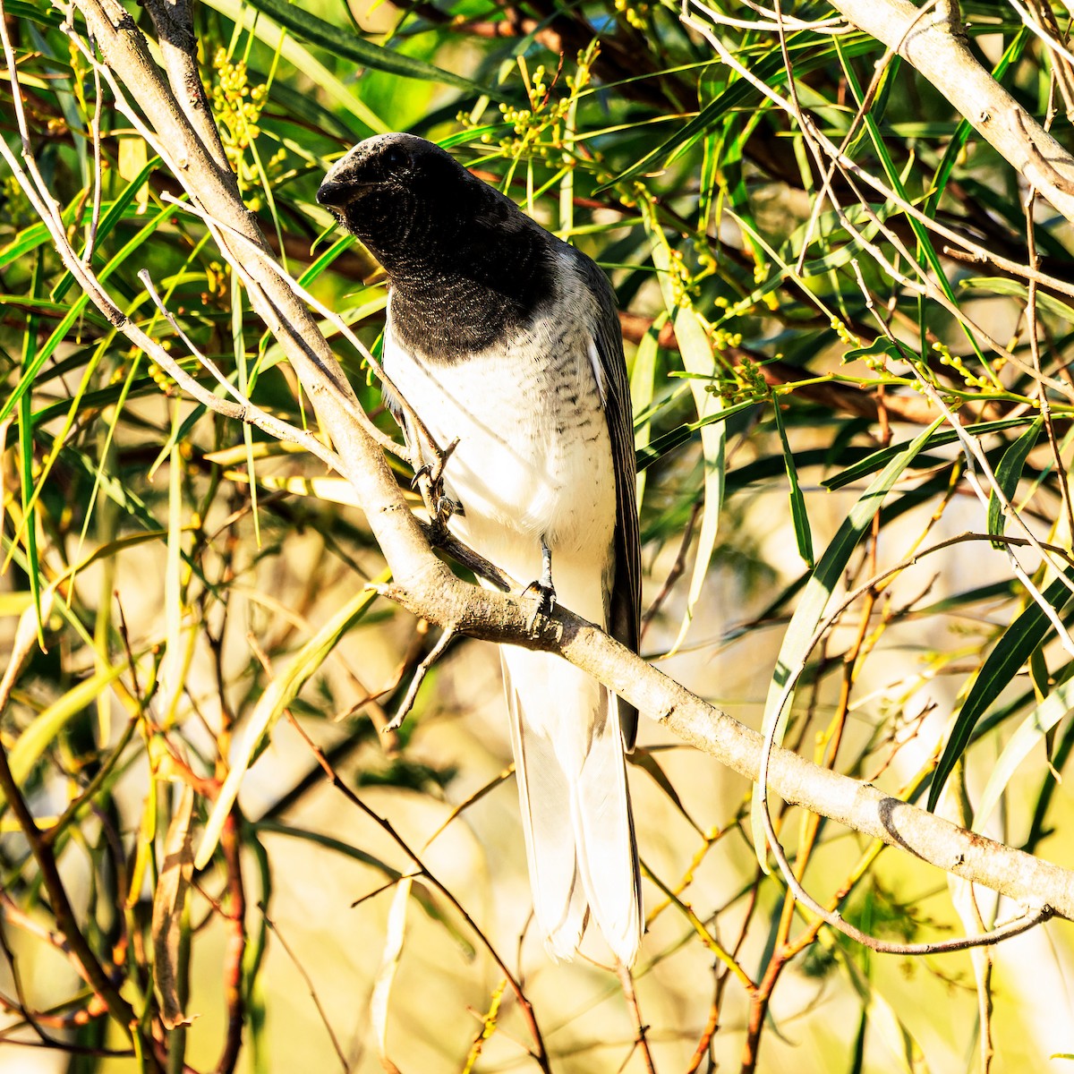 White-bellied Cuckooshrike - ML619067499