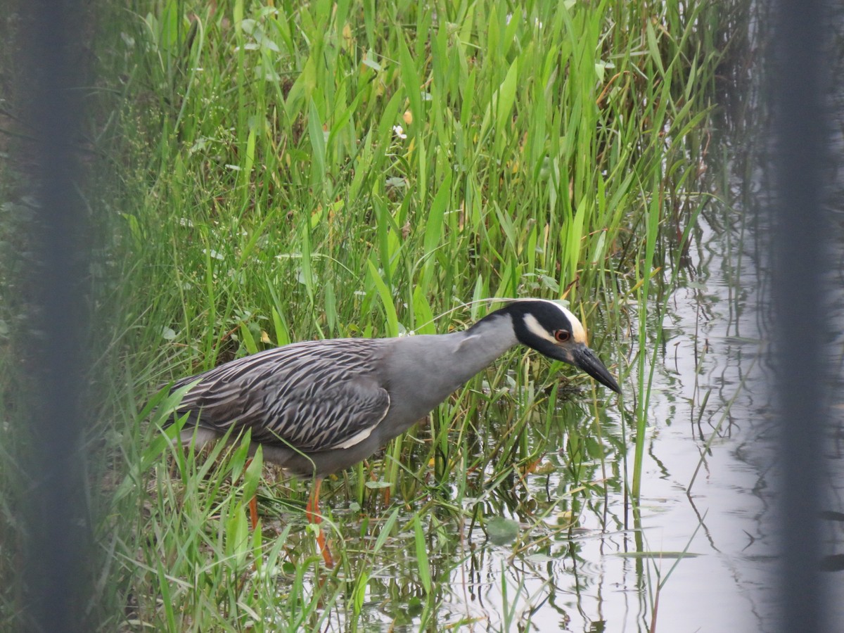 Yellow-crowned Night Heron - Mike Major