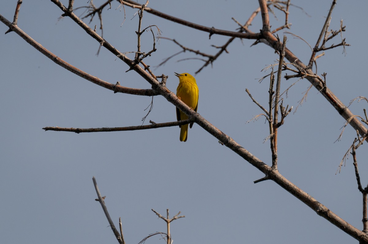 Yellow Warbler - ML619067542