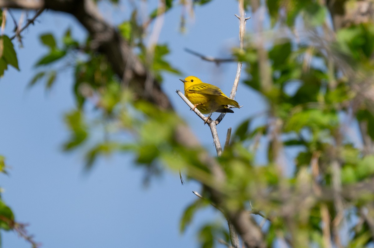 Yellow Warbler - ML619067543