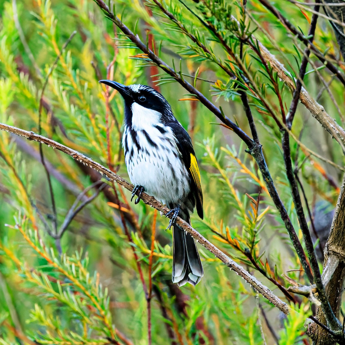 White-cheeked Honeyeater - ML619067546