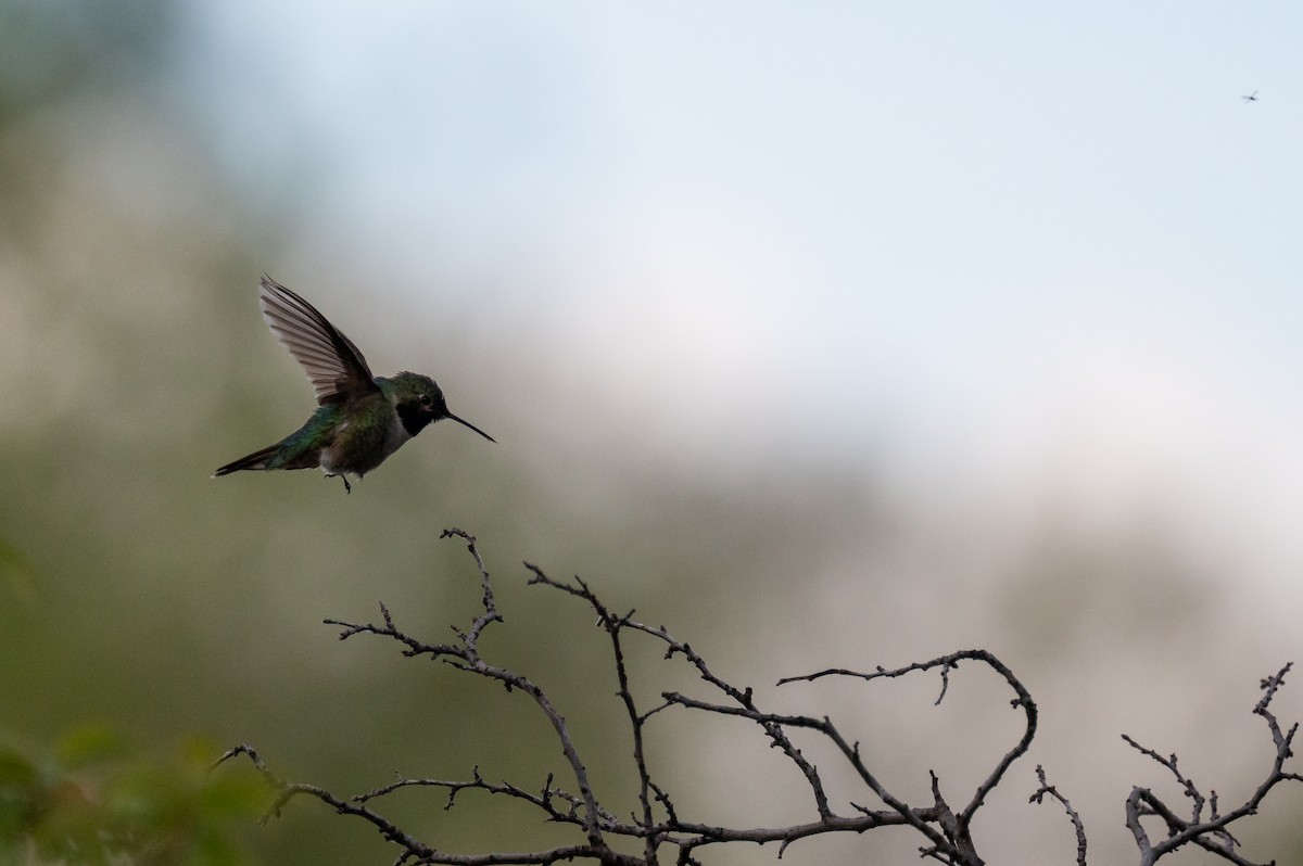 Broad-tailed Hummingbird - ML619067549