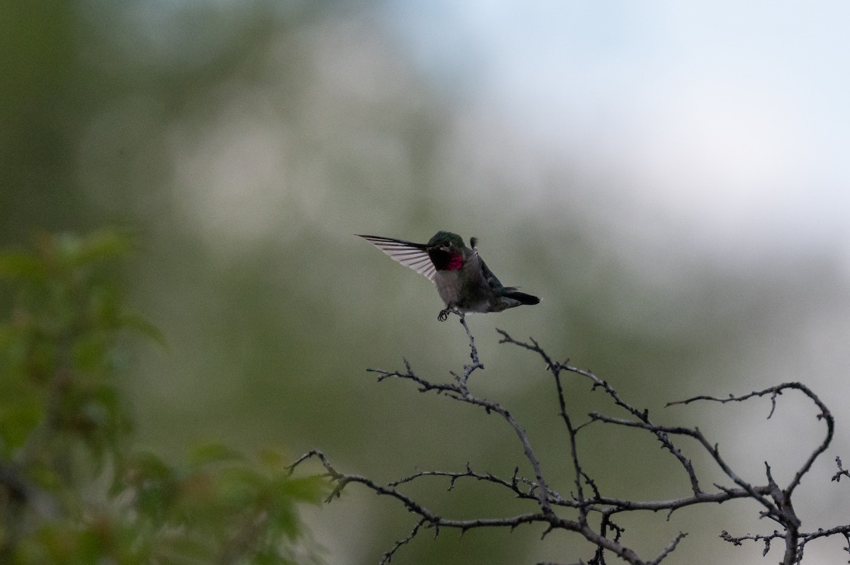 Broad-tailed Hummingbird - Isaac Boardman