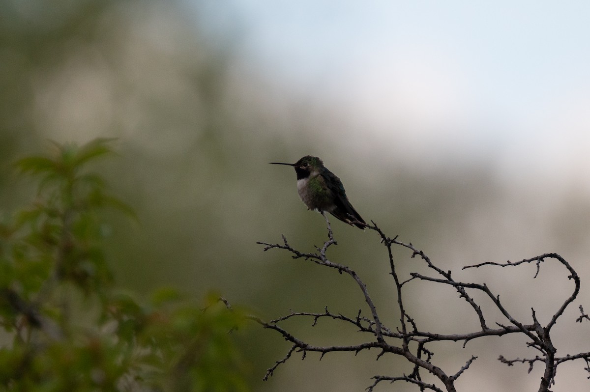Broad-tailed Hummingbird - ML619067551