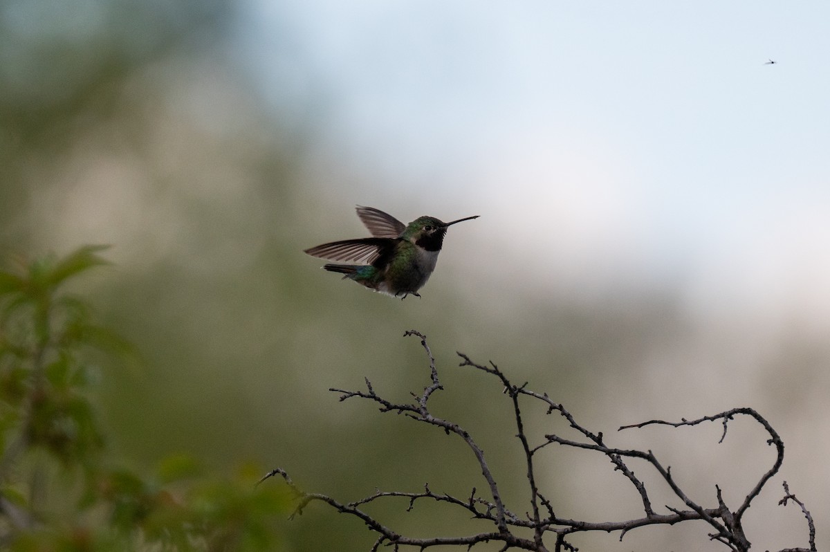 Broad-tailed Hummingbird - ML619067552