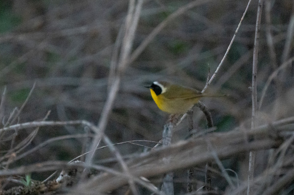 Common Yellowthroat - ML619067558