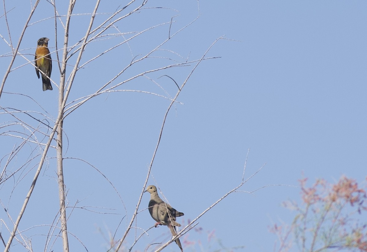 Black-headed Grosbeak - Robert Carter