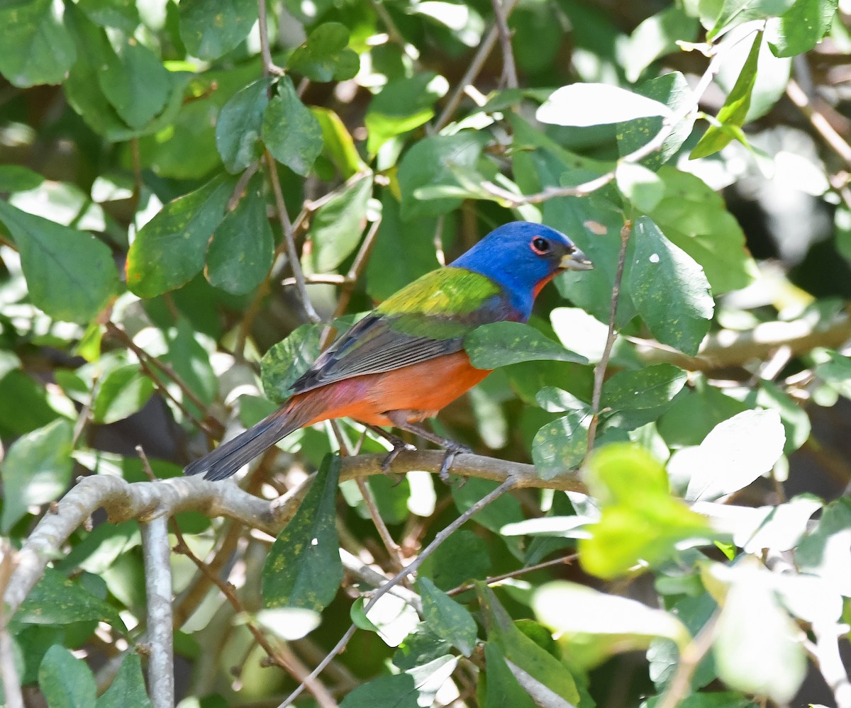 Painted Bunting - Luis Garma