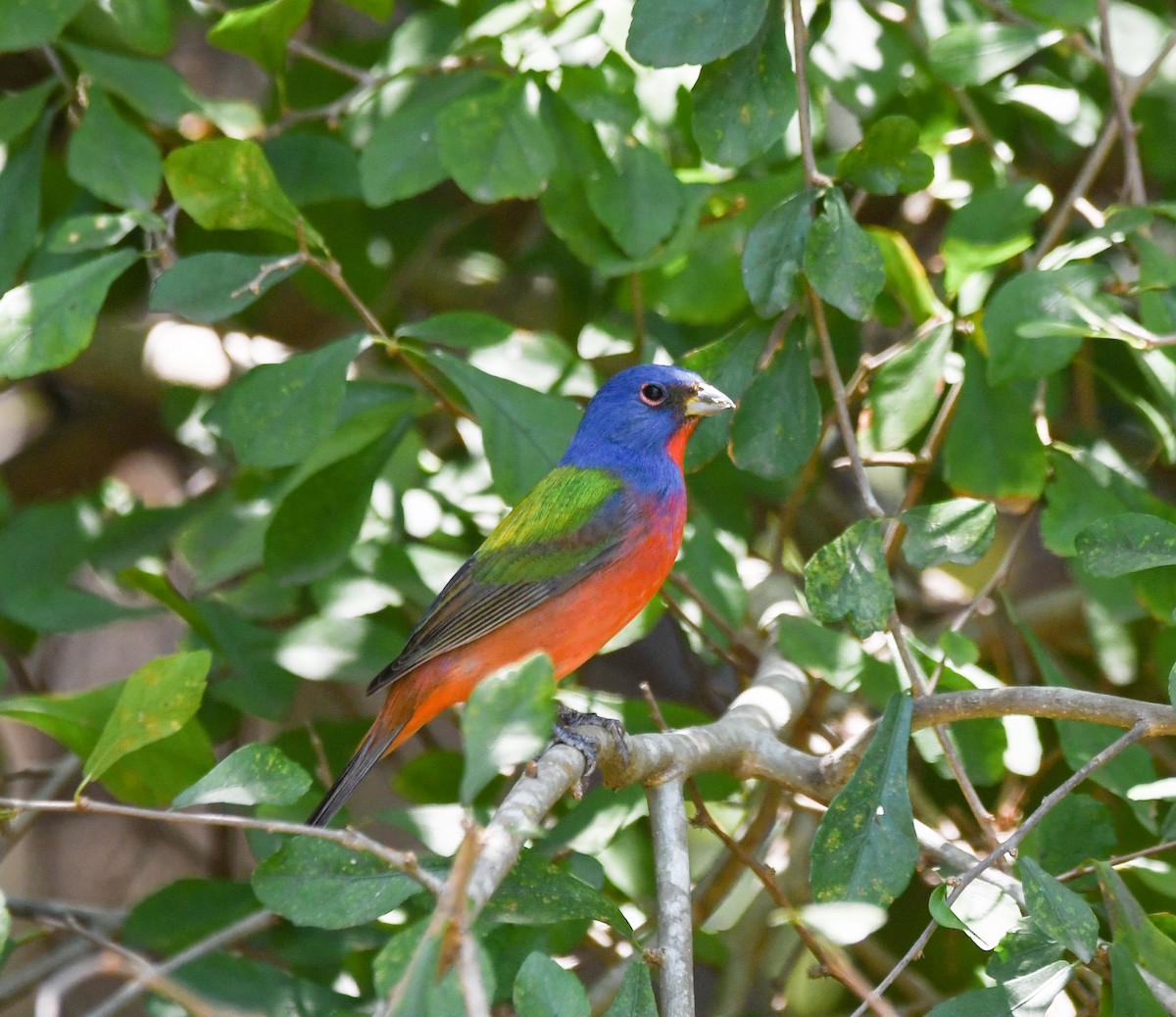 Painted Bunting - Luis Garma