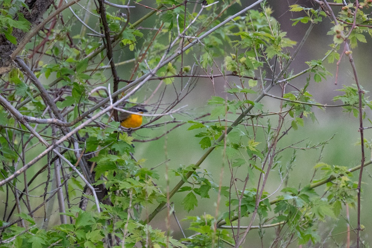 Yellow-breasted Chat - Isaac Boardman