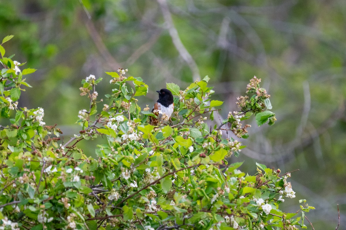 Spotted Towhee - ML619067566