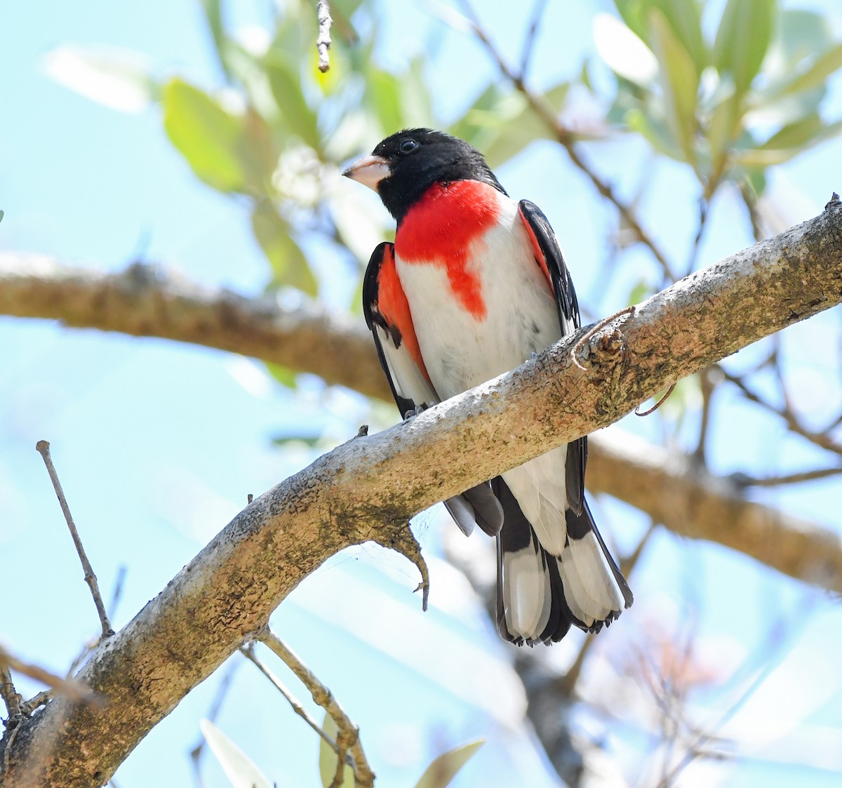 Rose-breasted Grosbeak - ML619067576