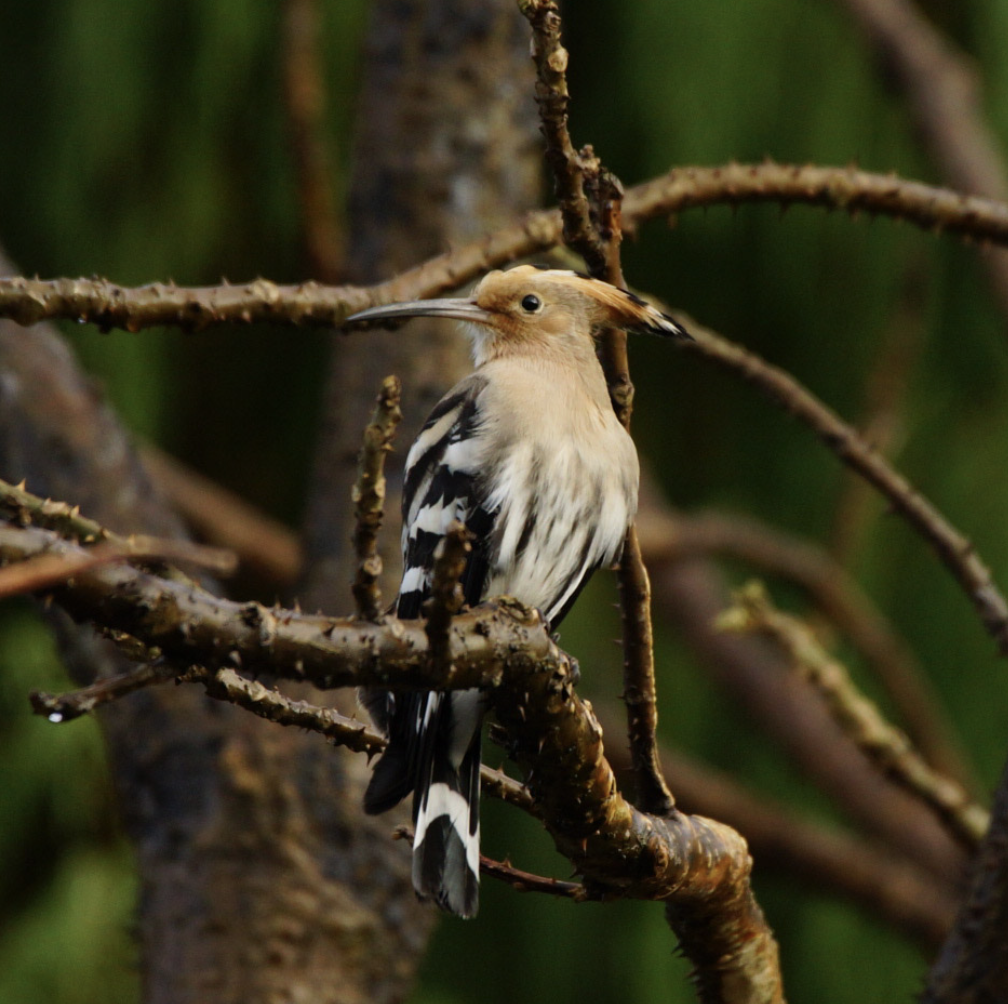 Eurasian Hoopoe - ML619067582