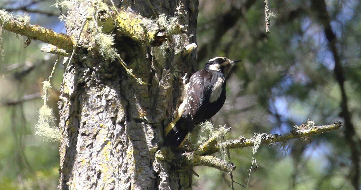 Hairy Woodpecker - John F. Gatchet