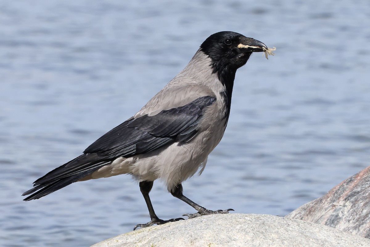 Hooded Crow - Phillip Edwards