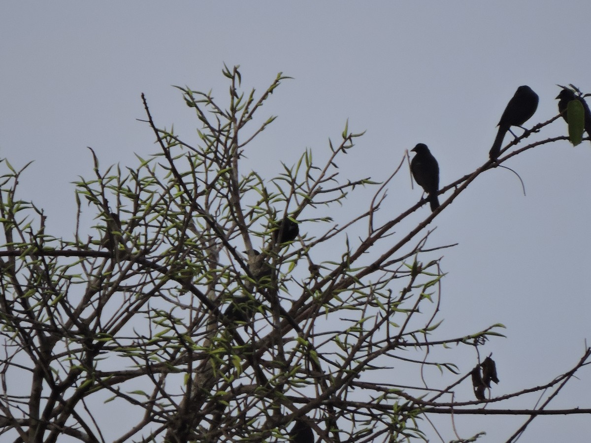 Giant Cowbird - Gerardo Javier Gaviria Cuellar