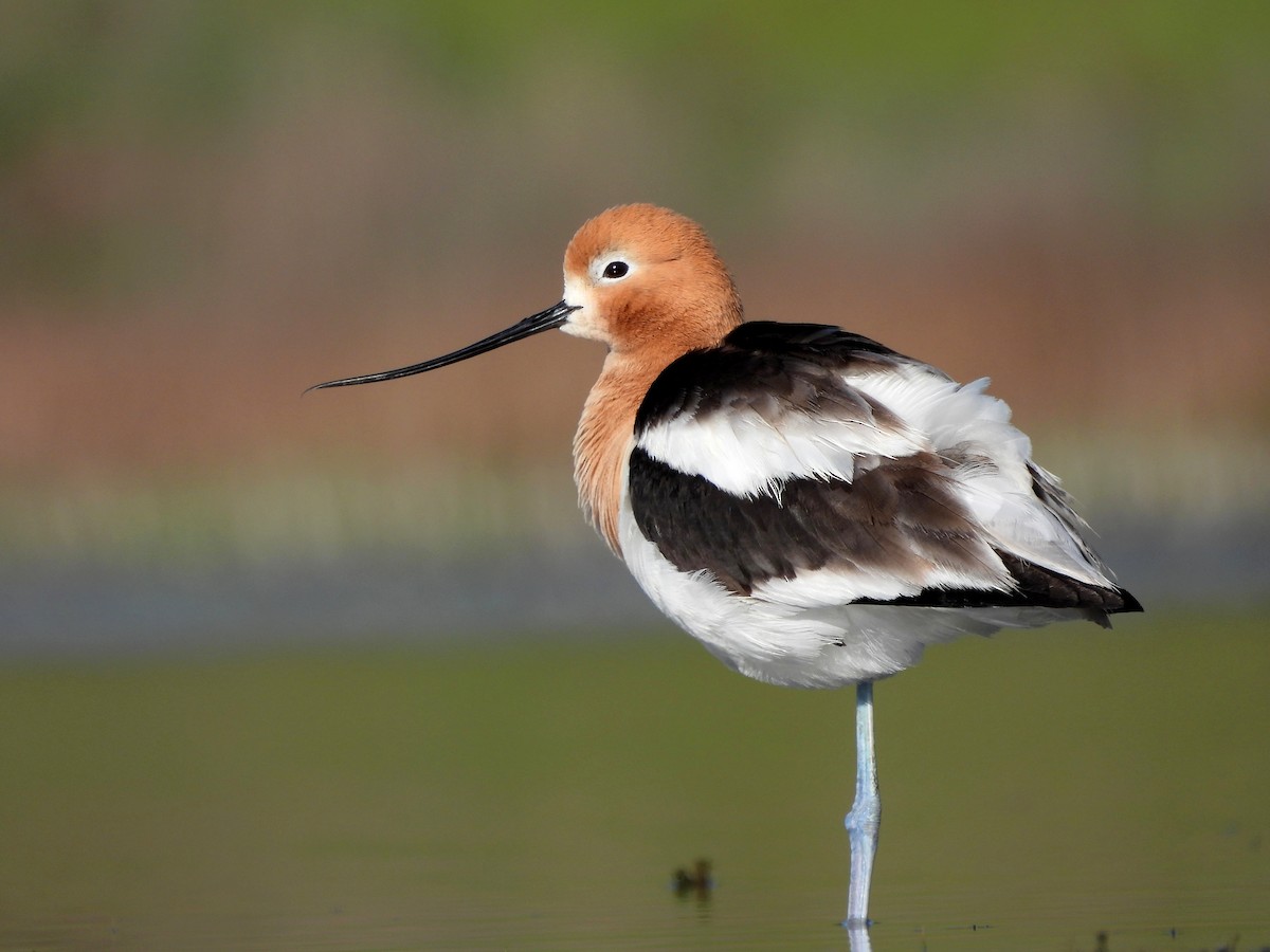 Avocette d'Amérique - ML619067619