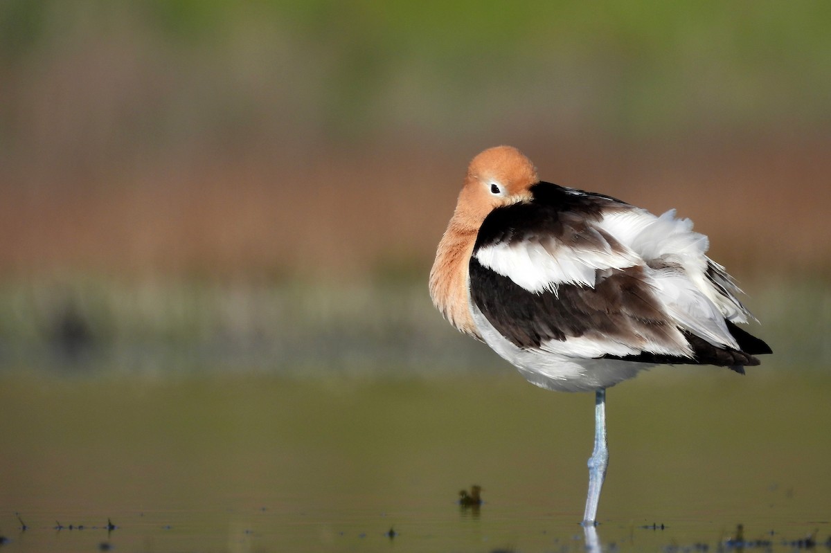 American Avocet - Brad Vissia