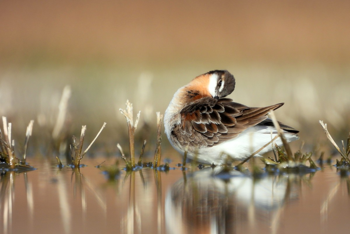 Wilson's Phalarope - Brad Vissia