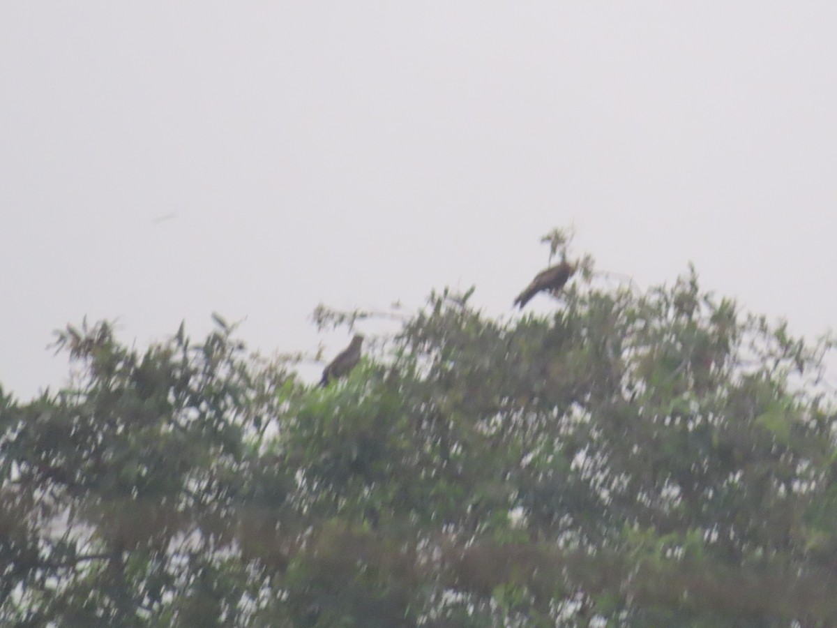 Black Kite - Shilpa Gadgil