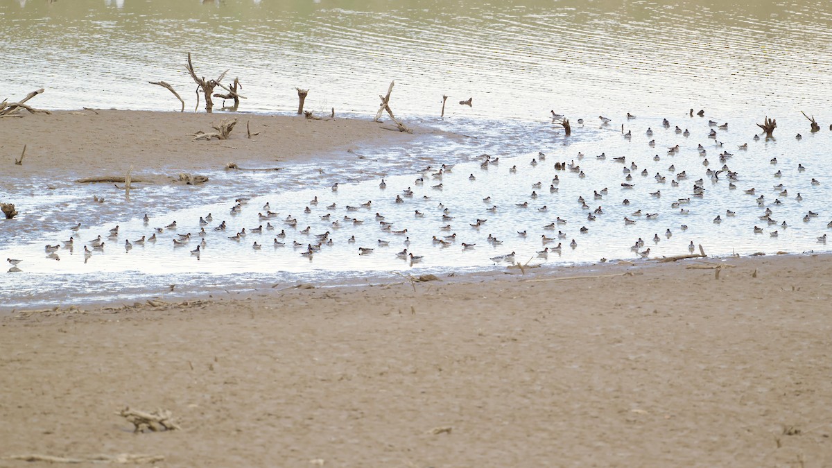 Red-necked Phalarope - ML619067633