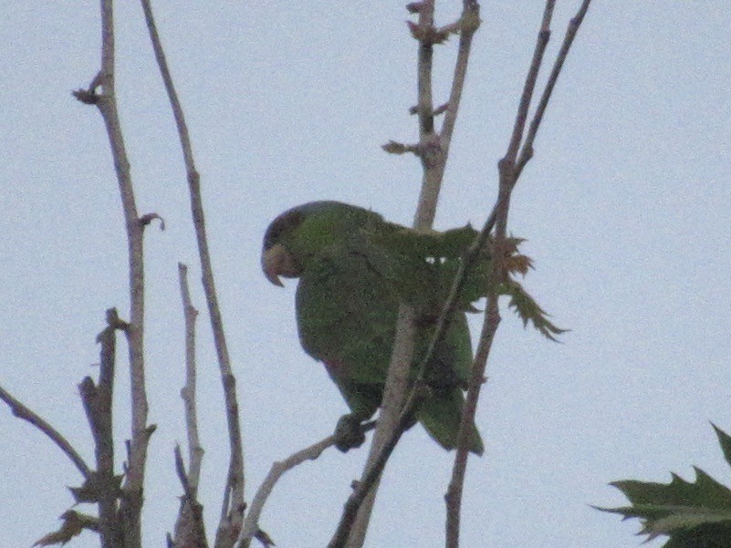 Lilac-crowned Parrot - Adam Burnett