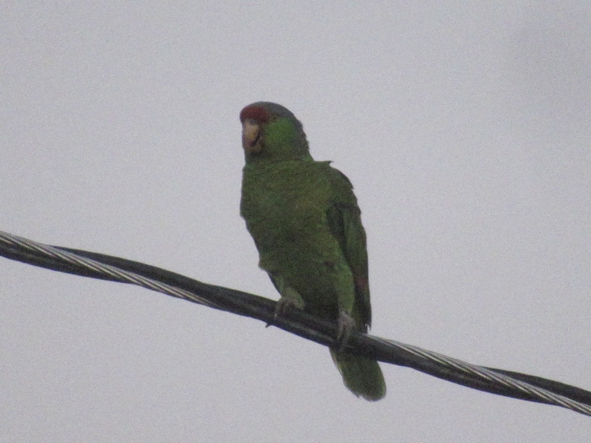 Lilac-crowned Parrot - Adam Burnett