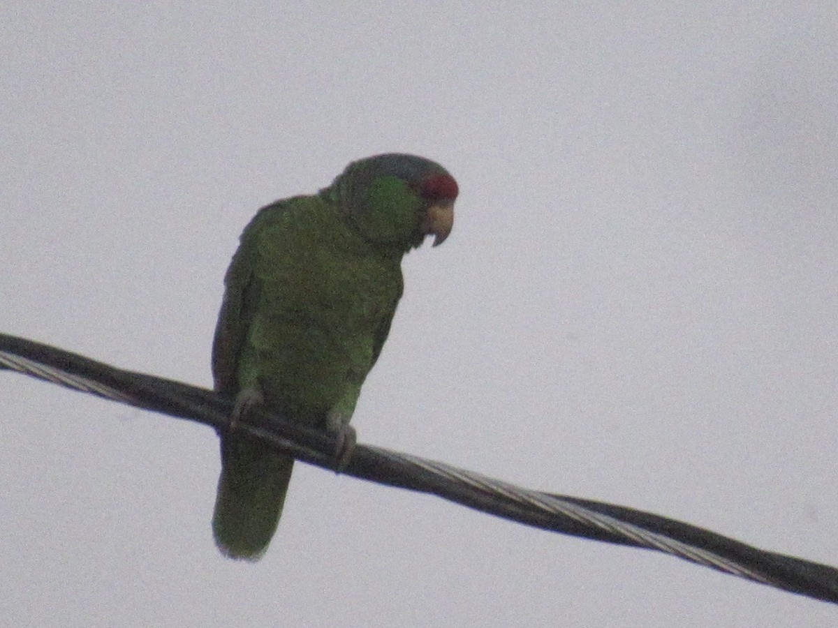 Lilac-crowned Parrot - Adam Burnett