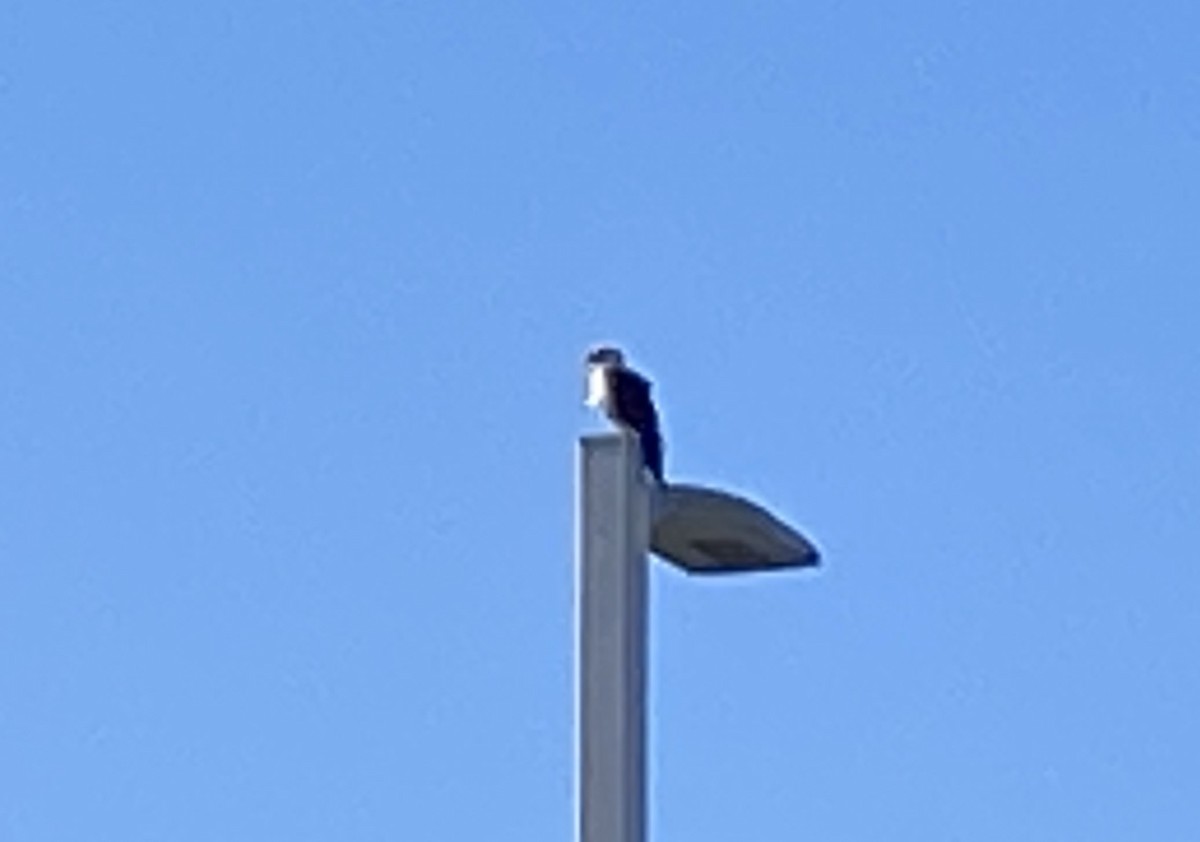 Yellow-headed Caracara - ML619067646