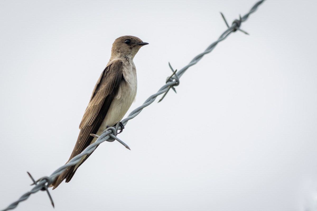 Northern Rough-winged Swallow - Georgia Wyatt