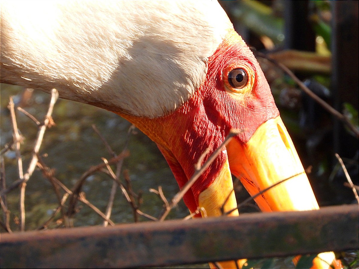 Yellow-billed Stork - Miiro David