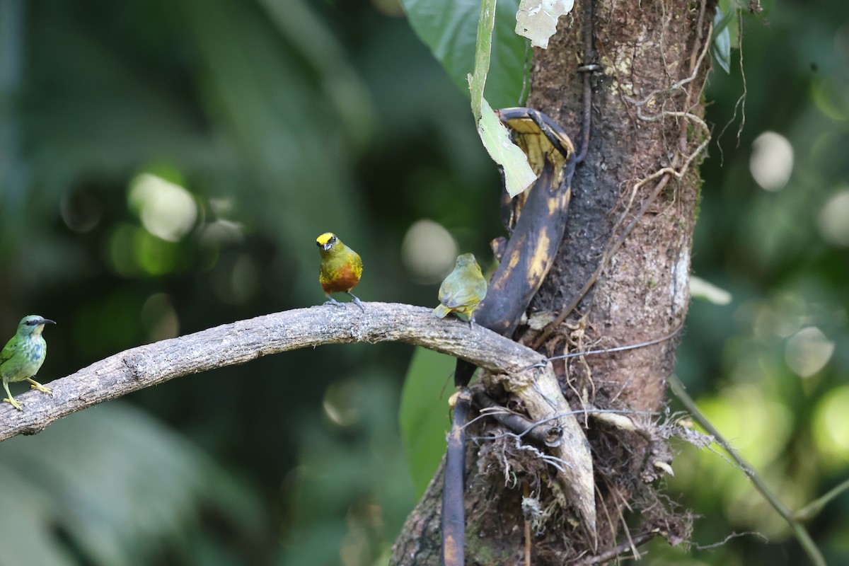 Olive-backed Euphonia - ML619067674