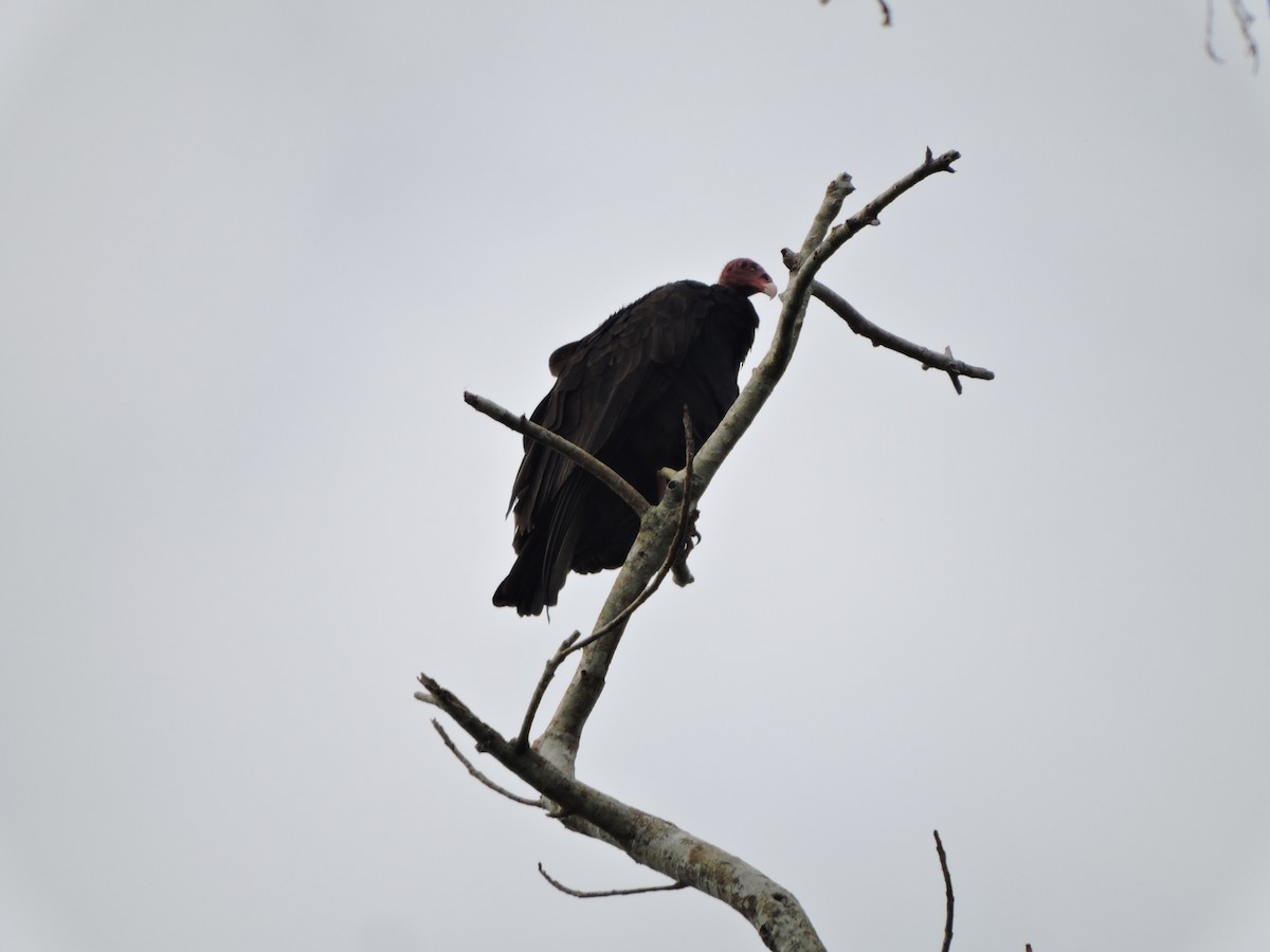 Turkey Vulture - Gerardo Javier Gaviria Cuellar