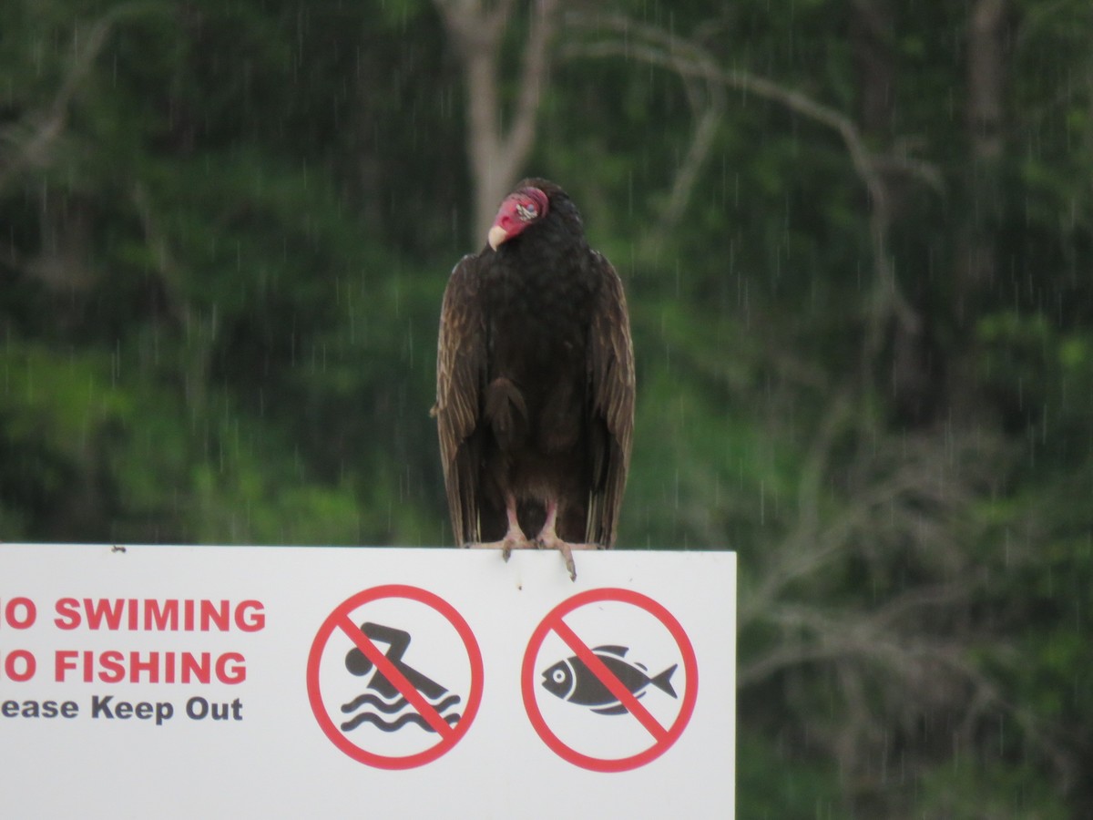 Turkey Vulture - Mike Major