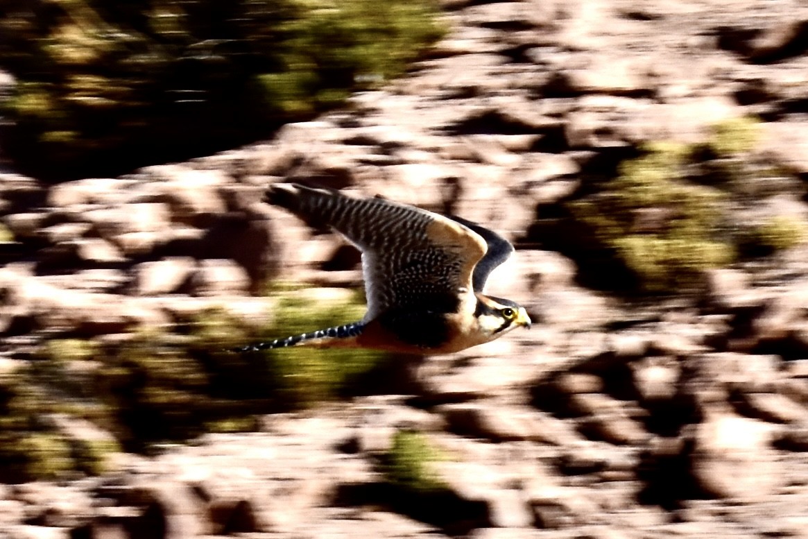 American Kestrel - Eduardo Sanhueza Mendez