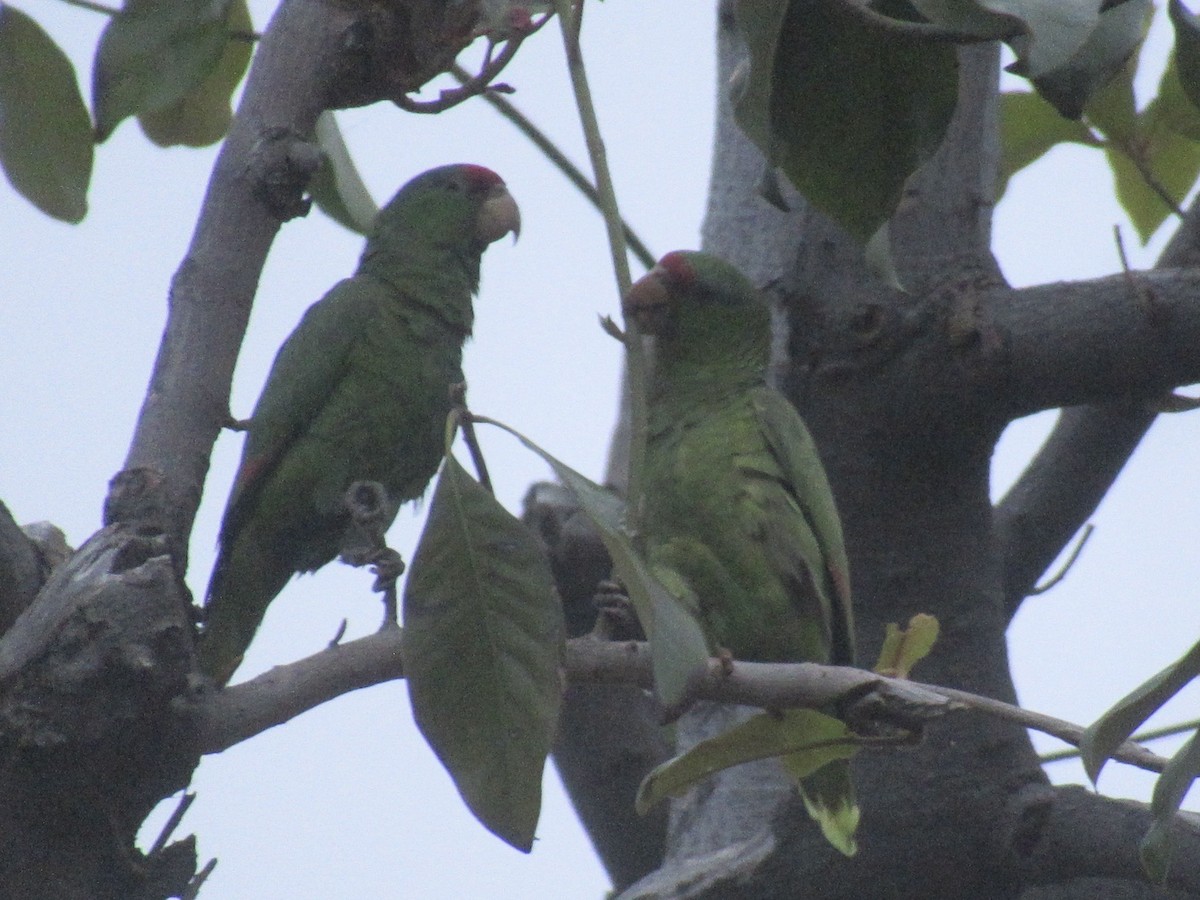 Lilac-crowned Parrot - Adam Burnett