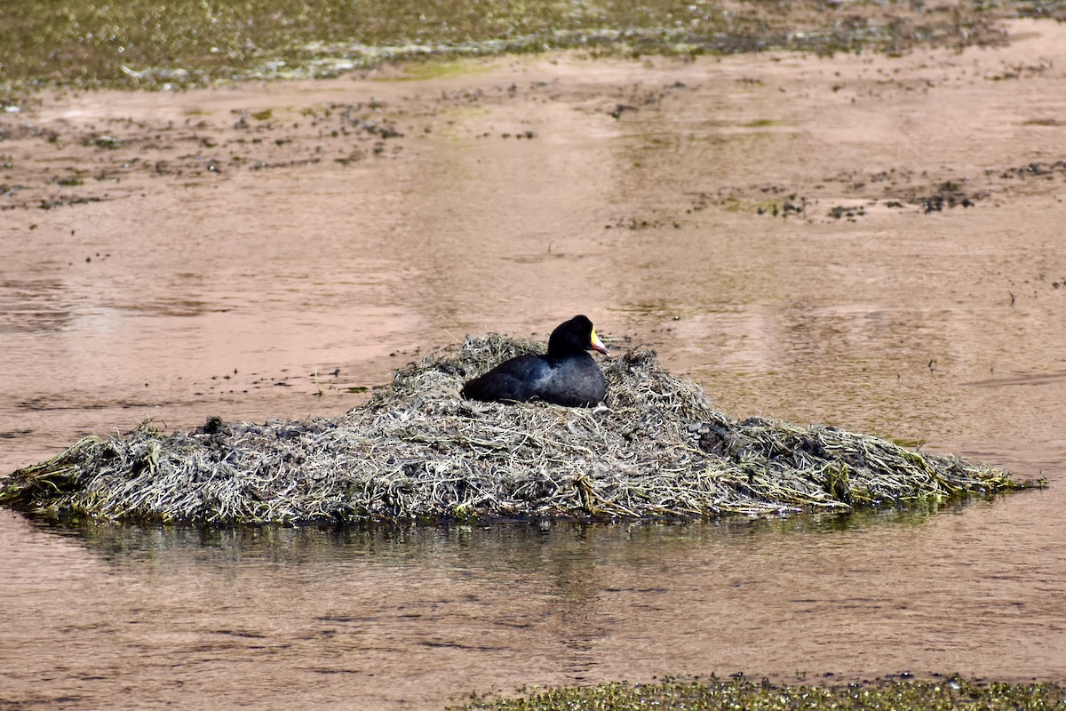 Giant Coot - ML619067715