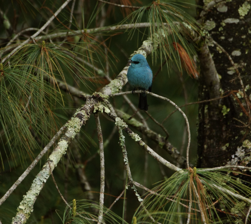 Verditer Flycatcher - ML619067718