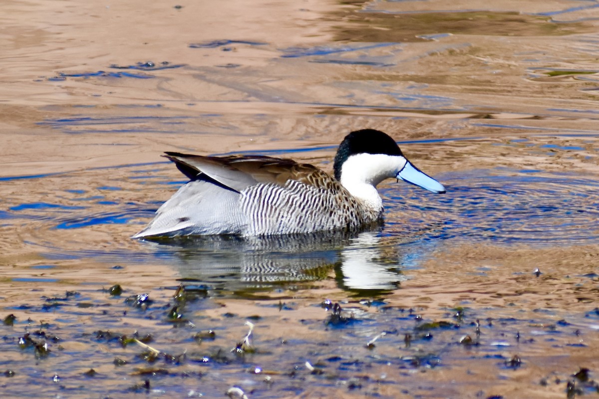 Puna Teal - Eduardo Sanhueza Mendez