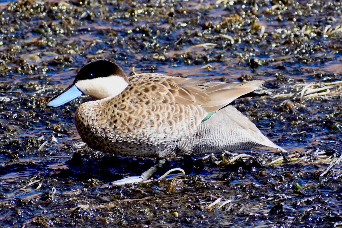 Puna Teal - Eduardo Sanhueza Mendez