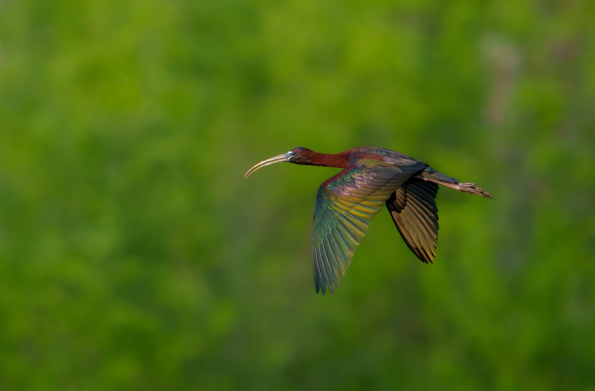 Glossy Ibis - Isaac Polanski