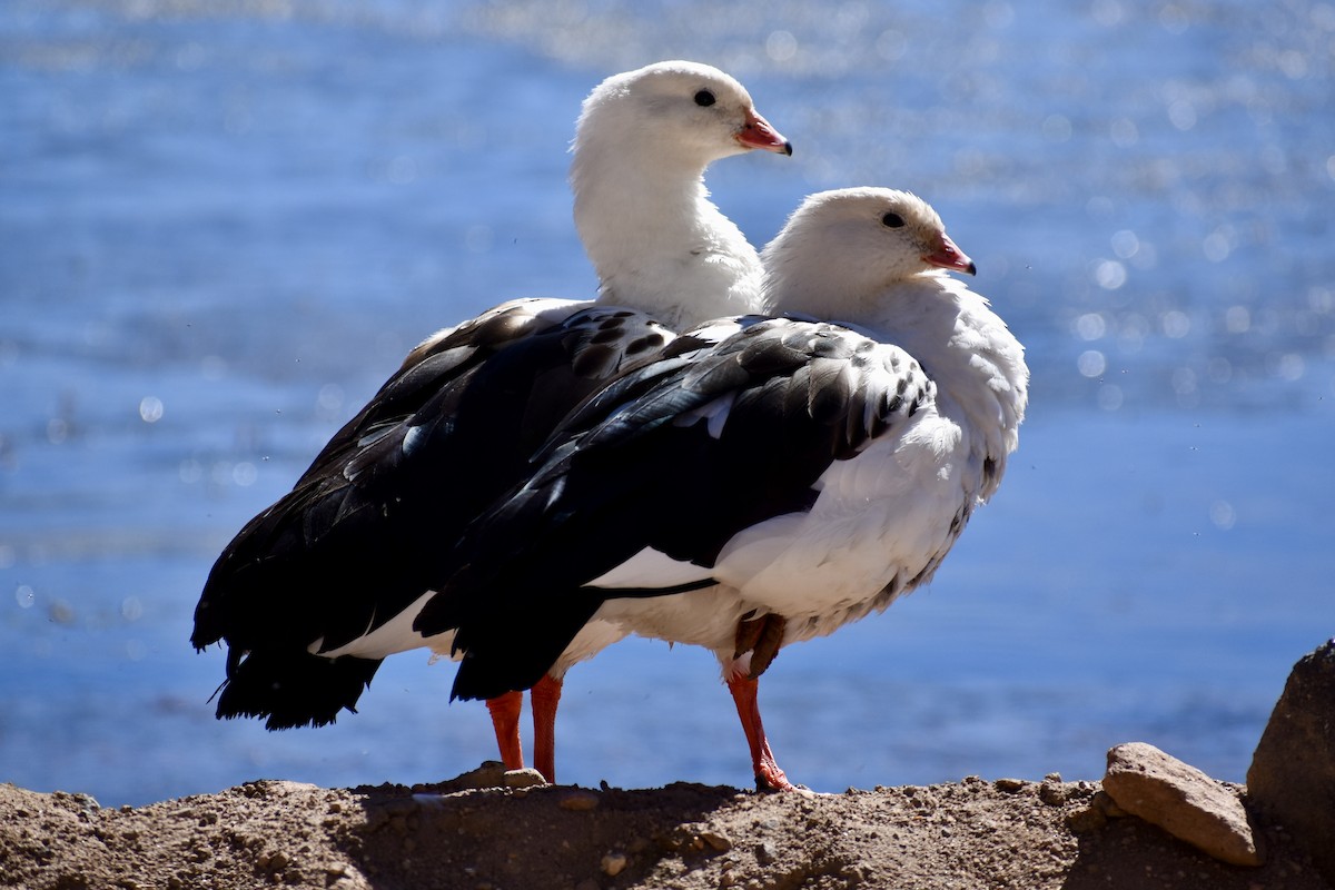 Andean Goose - Eduardo Sanhueza Mendez