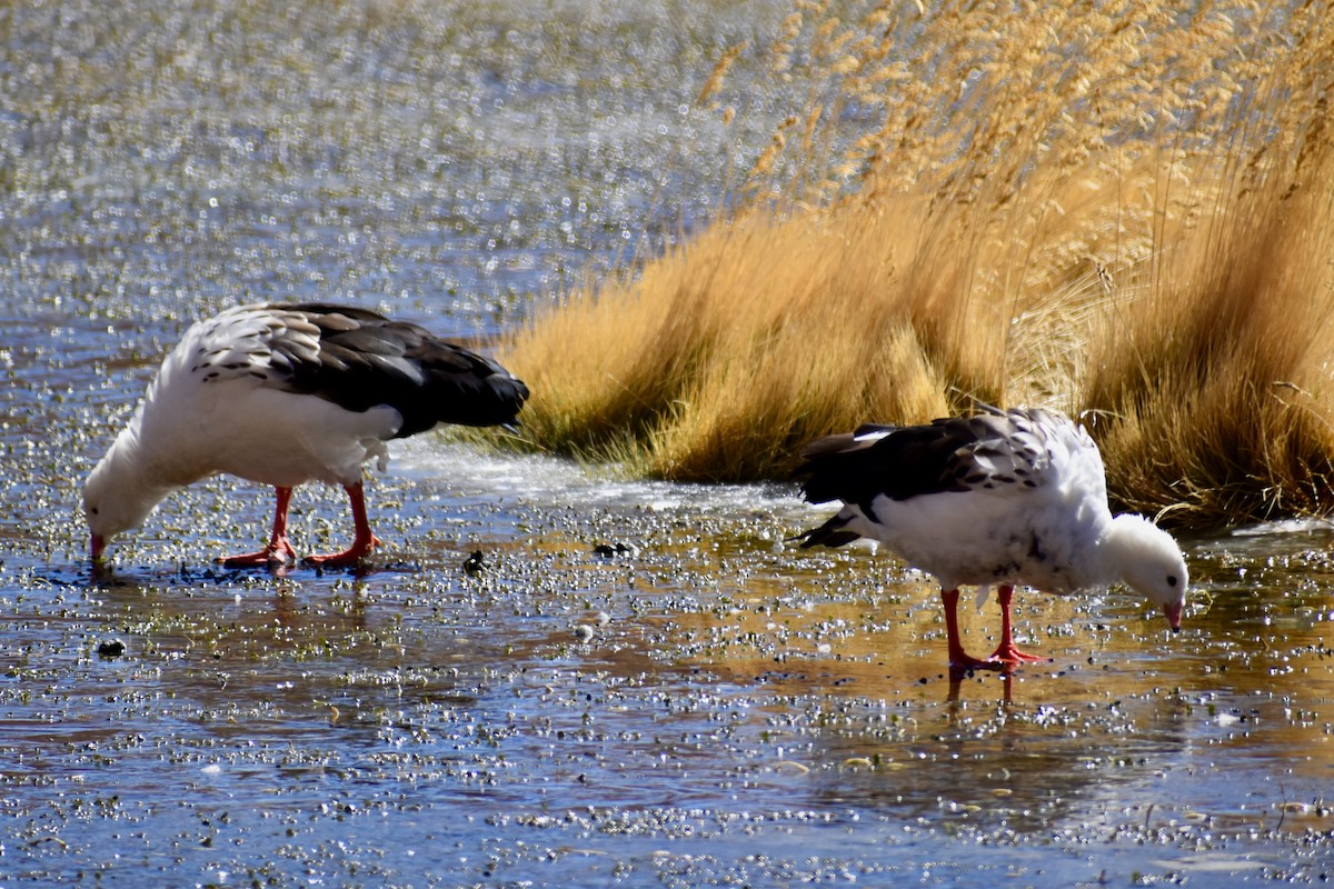 Andean Goose - Eduardo Sanhueza Mendez