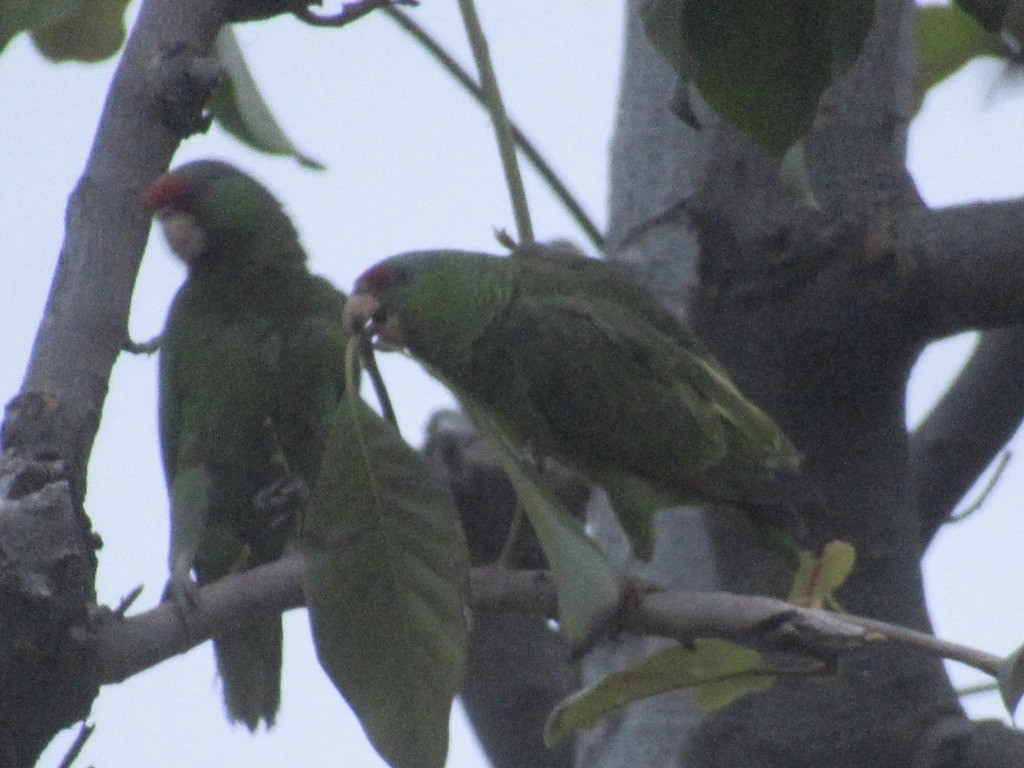 Lilac-crowned Parrot - Adam Burnett