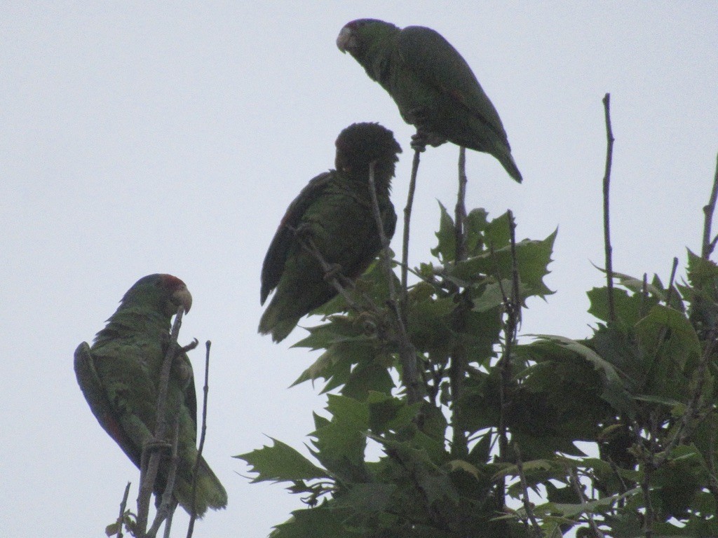 Red-crowned Parrot - Adam Burnett