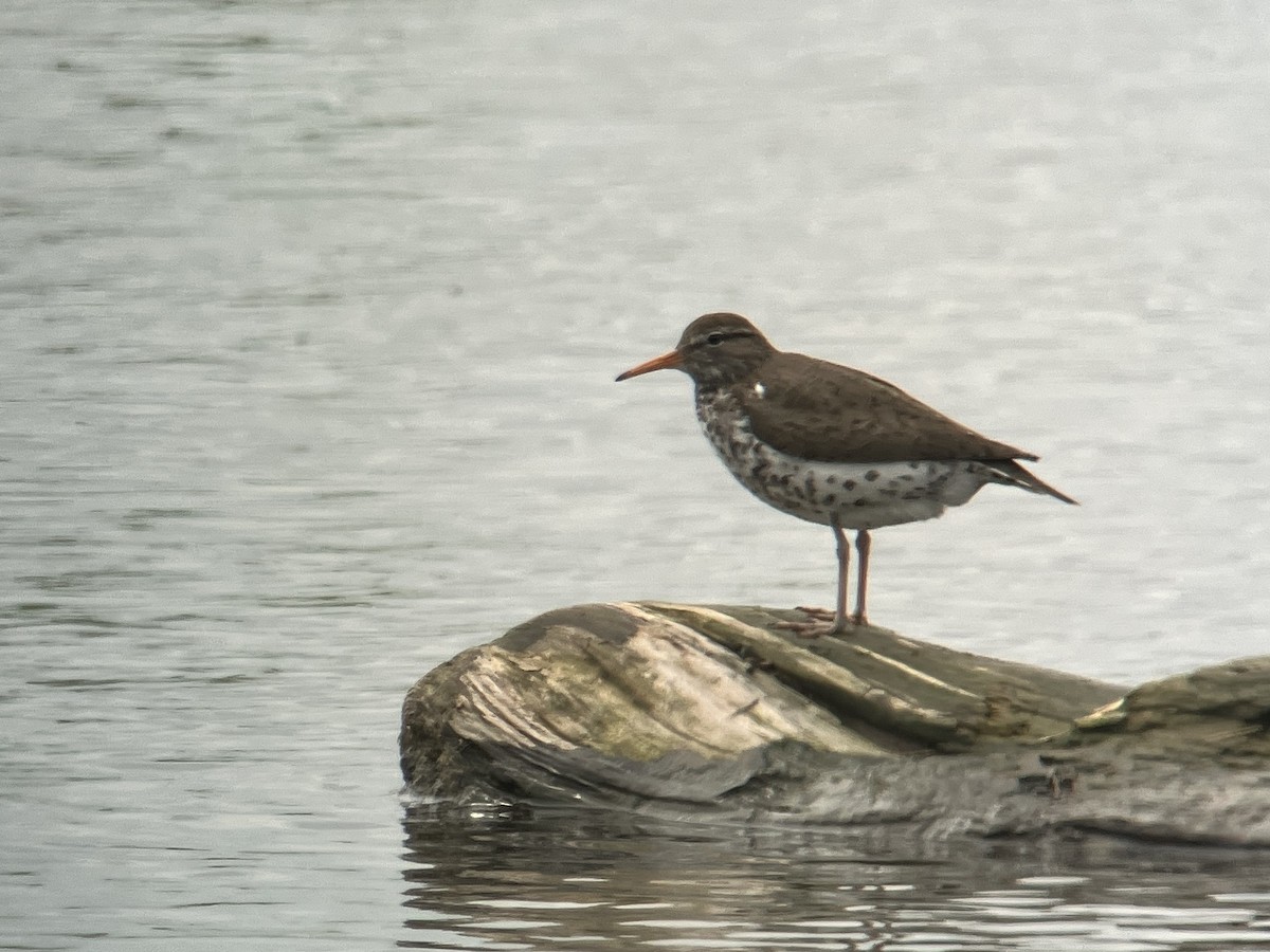 Spotted Sandpiper - Aaron  Brees
