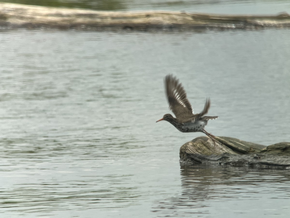 Spotted Sandpiper - Aaron  Brees