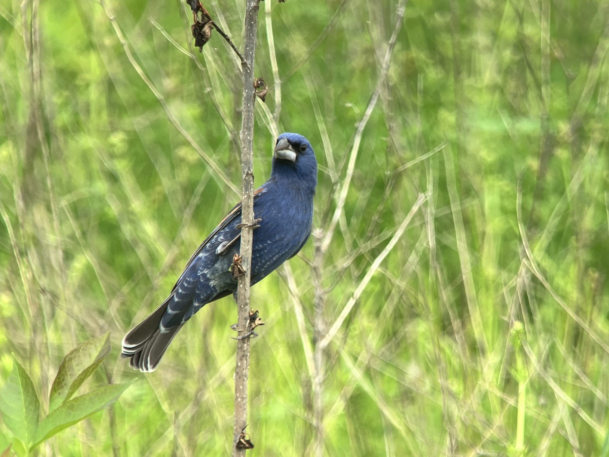 Blue Grosbeak - ML619067758