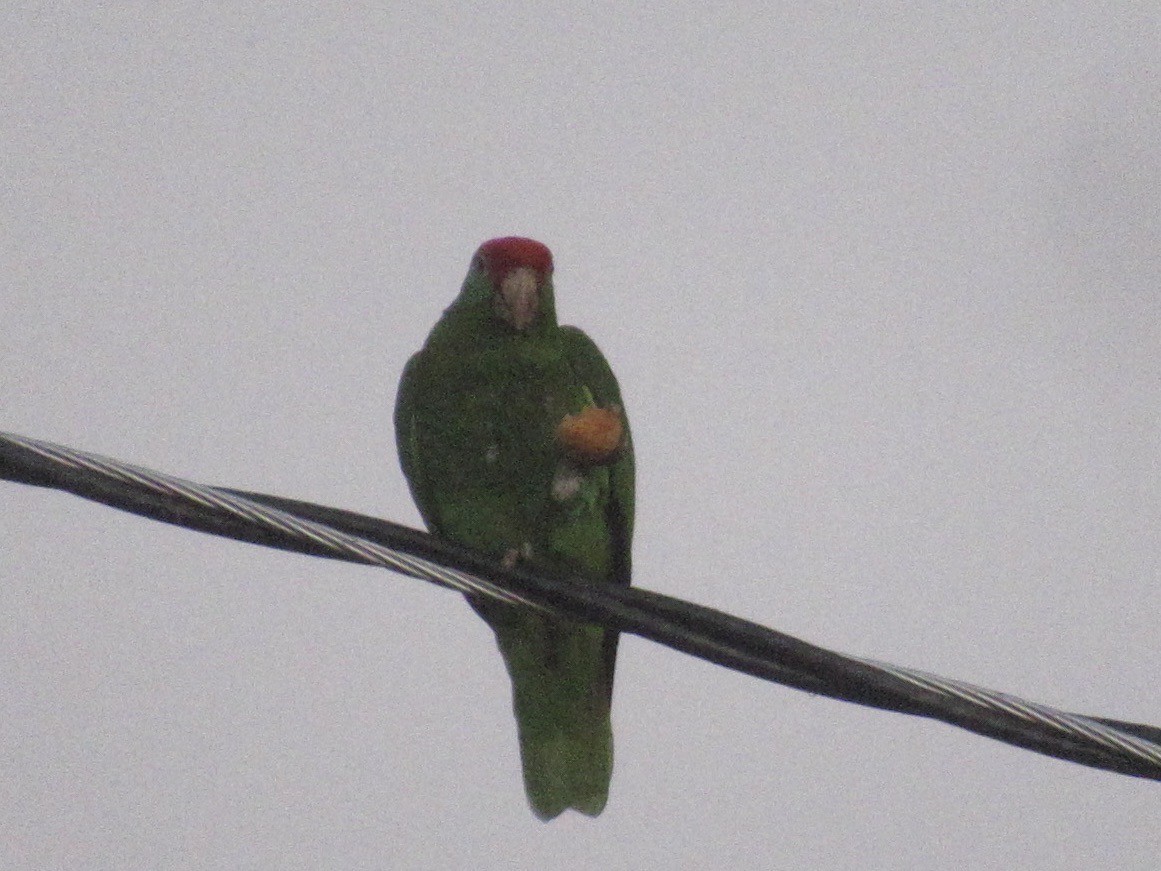 Red-crowned Parrot - Adam Burnett